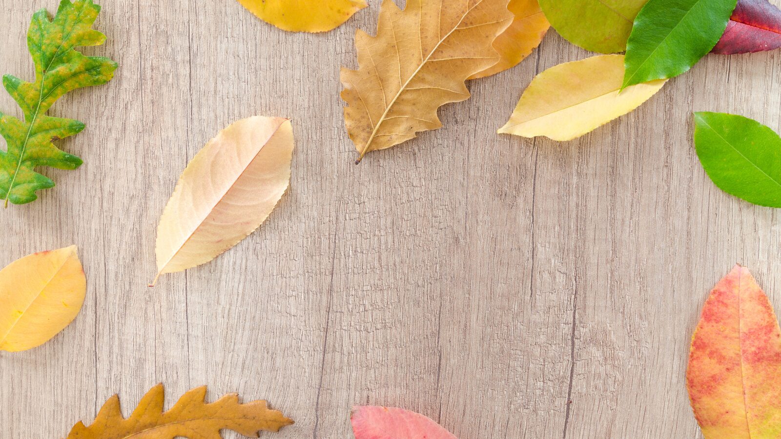 10月30日(水)〜11月2日(土)の新患ご予約枠 空き状況について