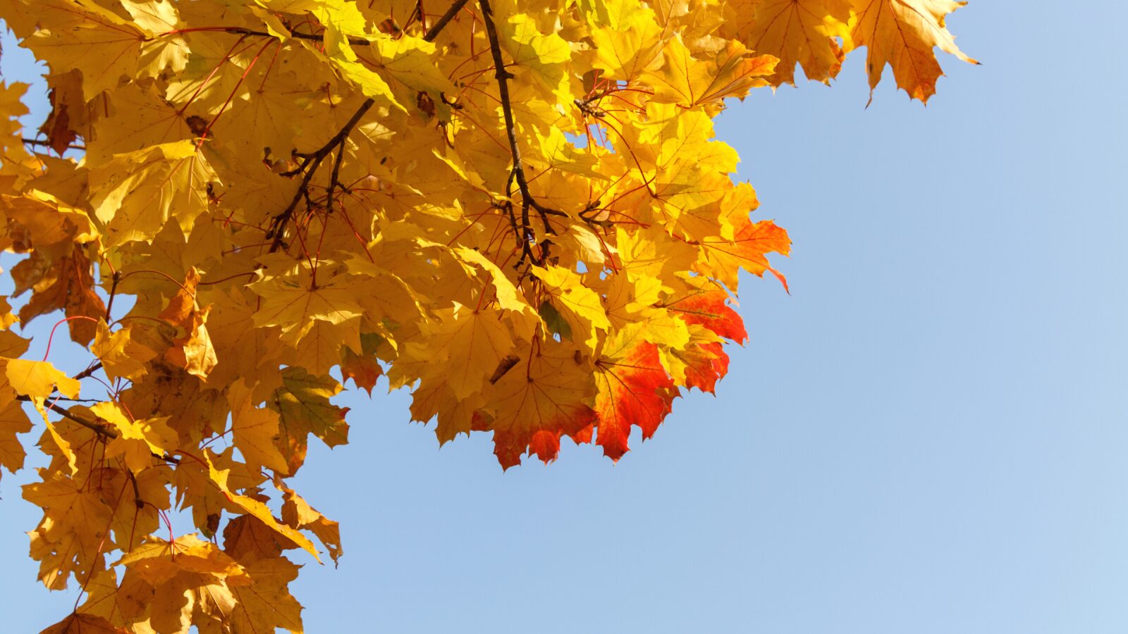 10月24日(木)〜26日(土)の新患ご予約枠 空き状況について